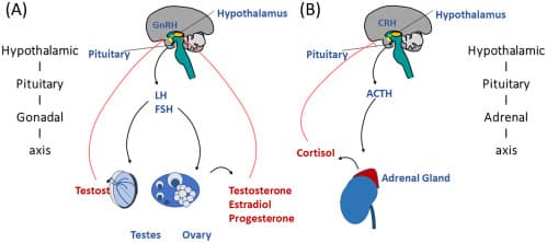 Steroid Hormones Function