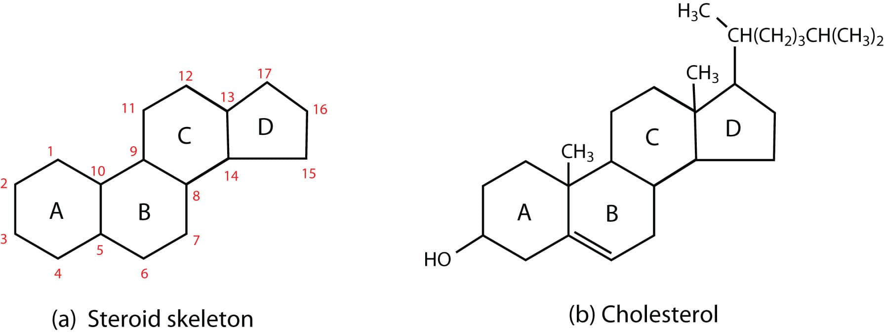Are Steroids Lipids