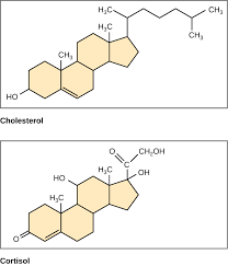 Steroids In Biology