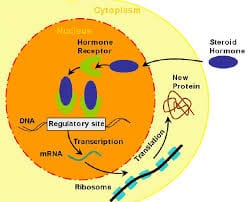 Steroid Hormones