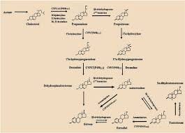 Steroid Hormone Synthesis