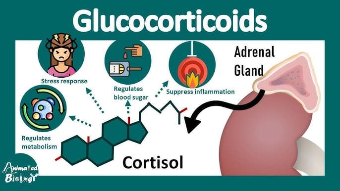 Is Cortisol A Steroid