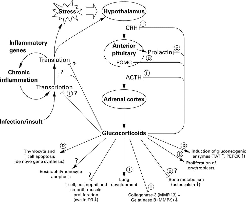 Steroid Mechanism Of Action